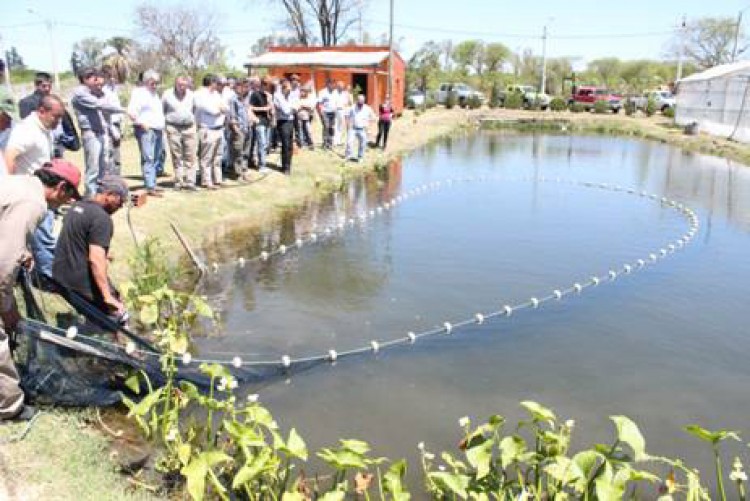 Fortalecimiento A La Piscícultura Primera Edición 6090