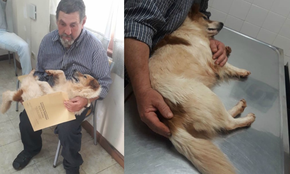 Fueron a rescatar un perro y se encontraron con un trasfondo mucho más duro