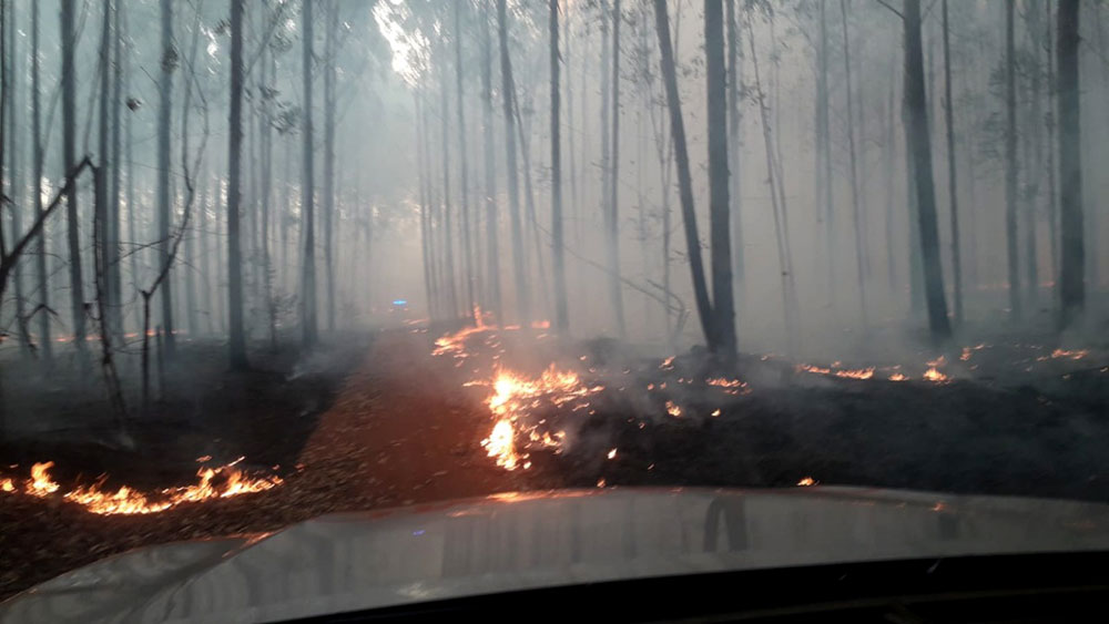 Incendios forestales arrasaron 100 hectáreas en San Ignacio y Candelaria