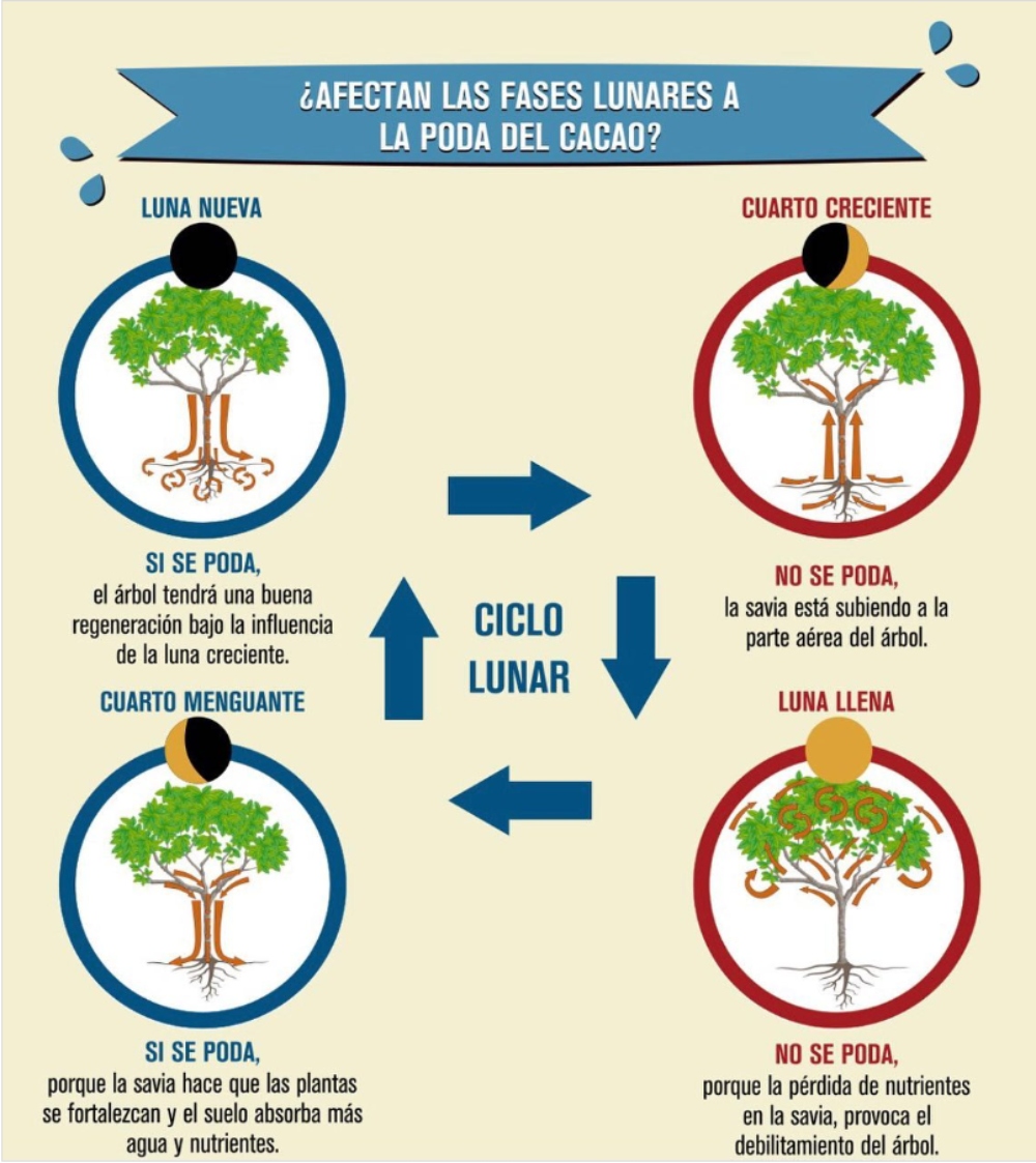 De esta manera influyen las fases lunares en el huerto y el jardín