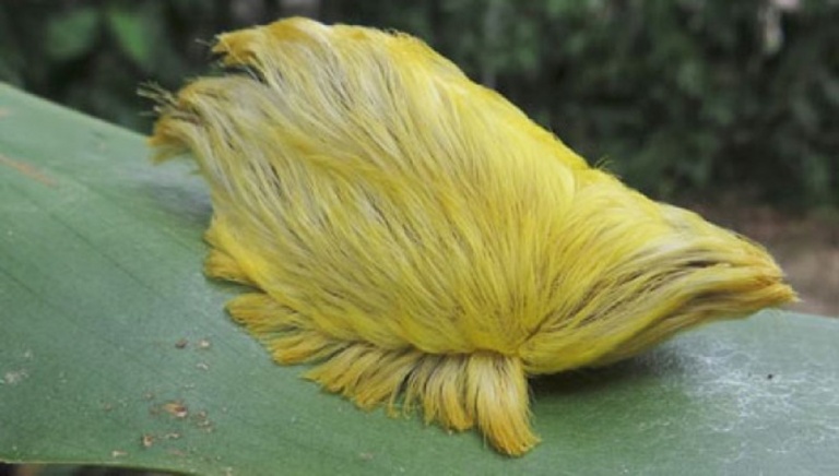 Oruga peluche: es muy venenosa y se la vio en zonas de la provincia ...