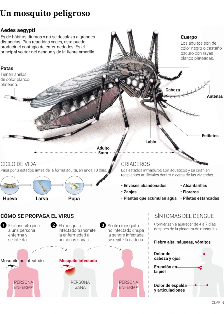 Dengue se superó en un 9 el mayor registro histórico Primera Edición