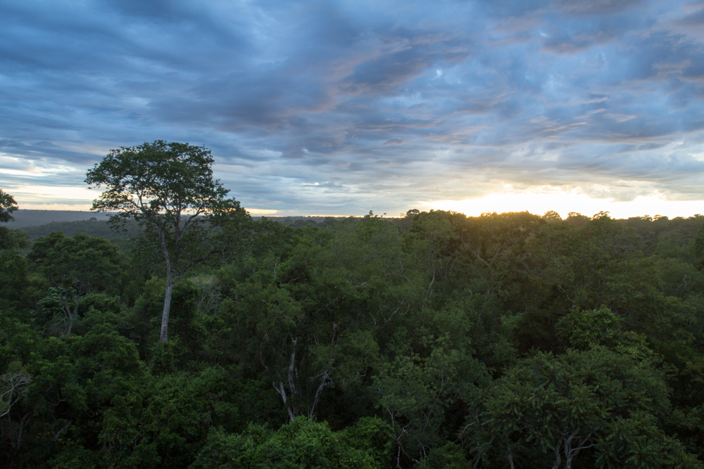 Argentina, Brasil y Paraguay se unen para reforestar la ...