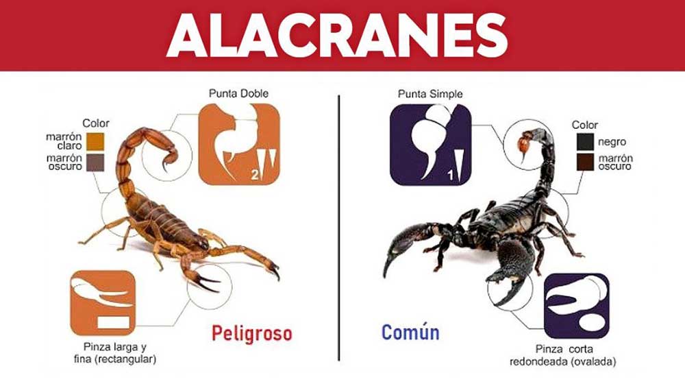 Alacranes más activos con la llegada del calor: qué hacer en caso de ...