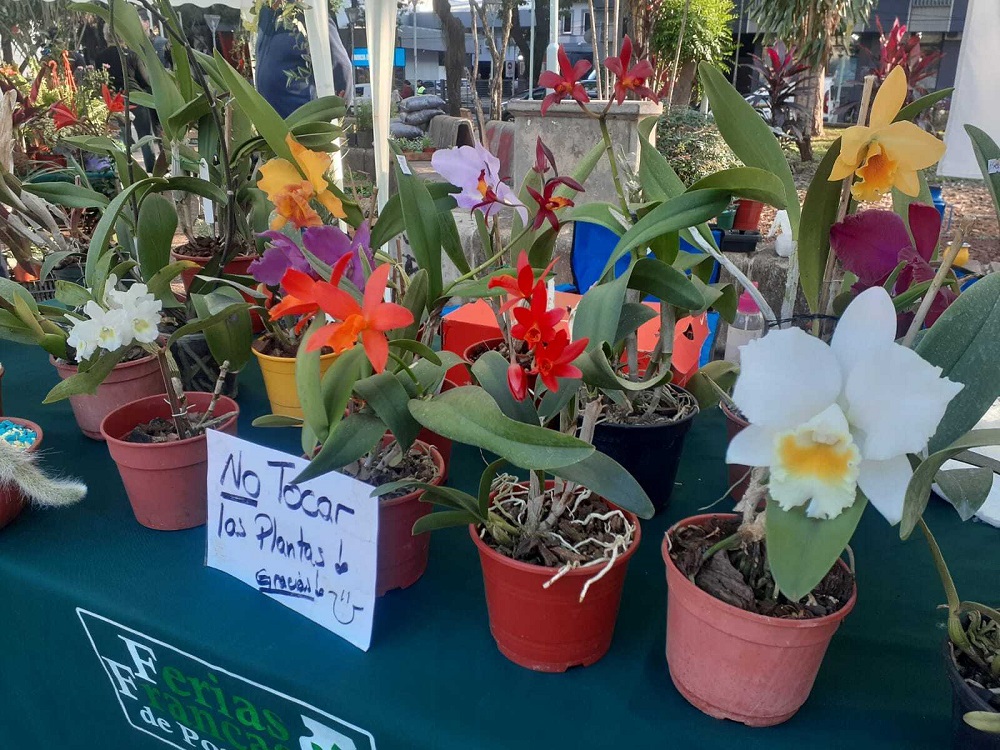 Crece el mercado de plantas ornamentales en Misiones - Primera Edición