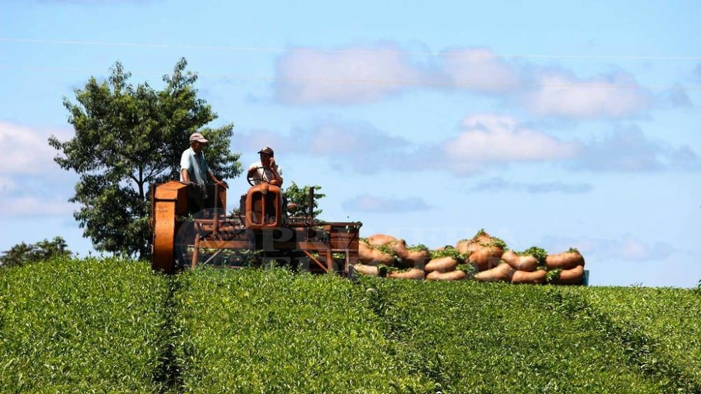 Un año complicado para el sector tealero: superproducción y mercados poco accesibles