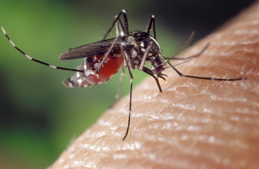 Misiones reportó doce casos de dengue en la actual temporada