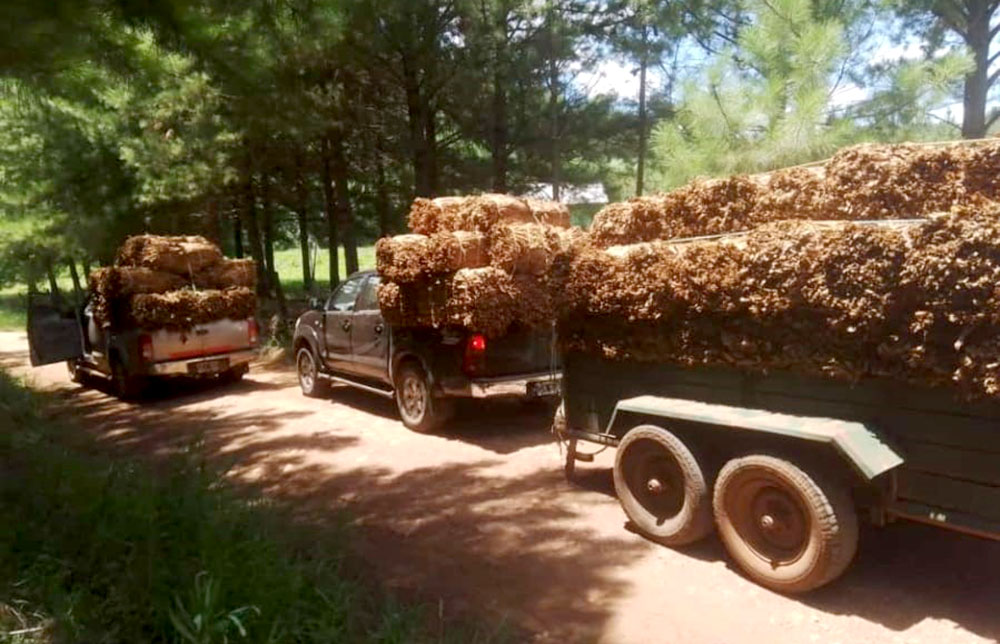 El 60% de la producción de tabaco se fugó a Brasil y eso desfinancia el FET en la misma proporción