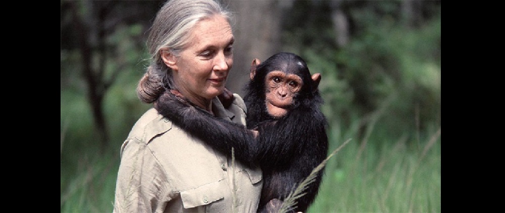 Jane Goodall visitará Misiones