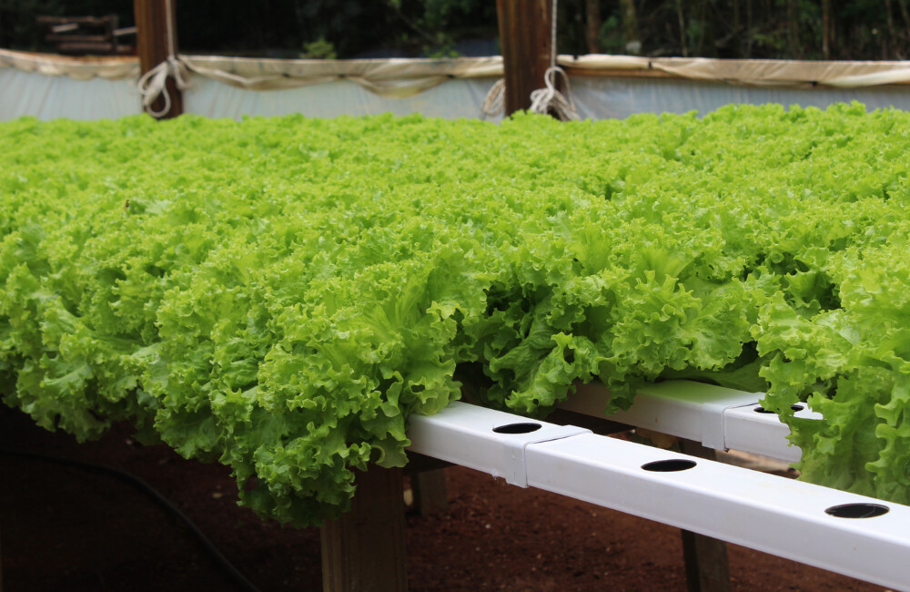 Desde el martes, la horticultura del país estará en Posadas