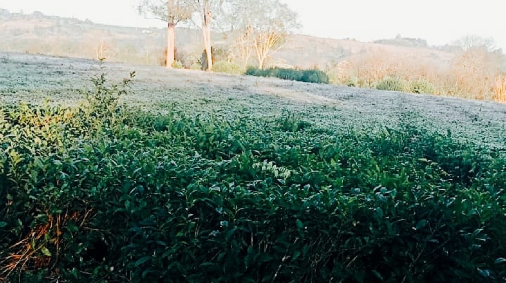 Este lunes se registró la helada más intensa de un agosto récord en Misiones