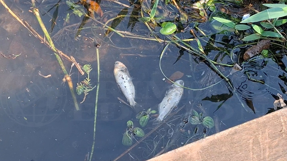 La mortandad de peces en la bahía El Brete se dio por “falta de oxígeno en el agua”