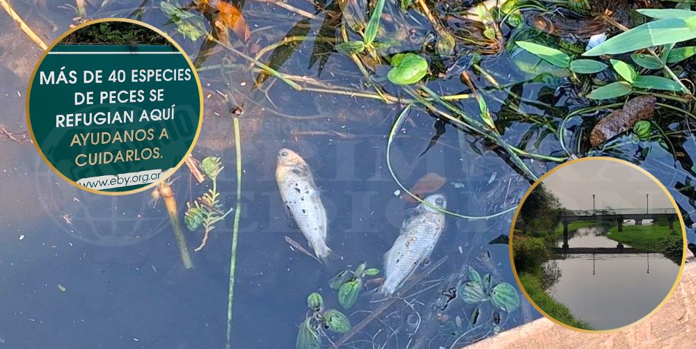 Investigan la aparición de peces muertos en el arroyo Itá y la bahía El Brete