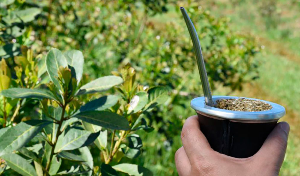 La Provincia estudia la creación de una Comisión Reguladora de la Yerba Mate