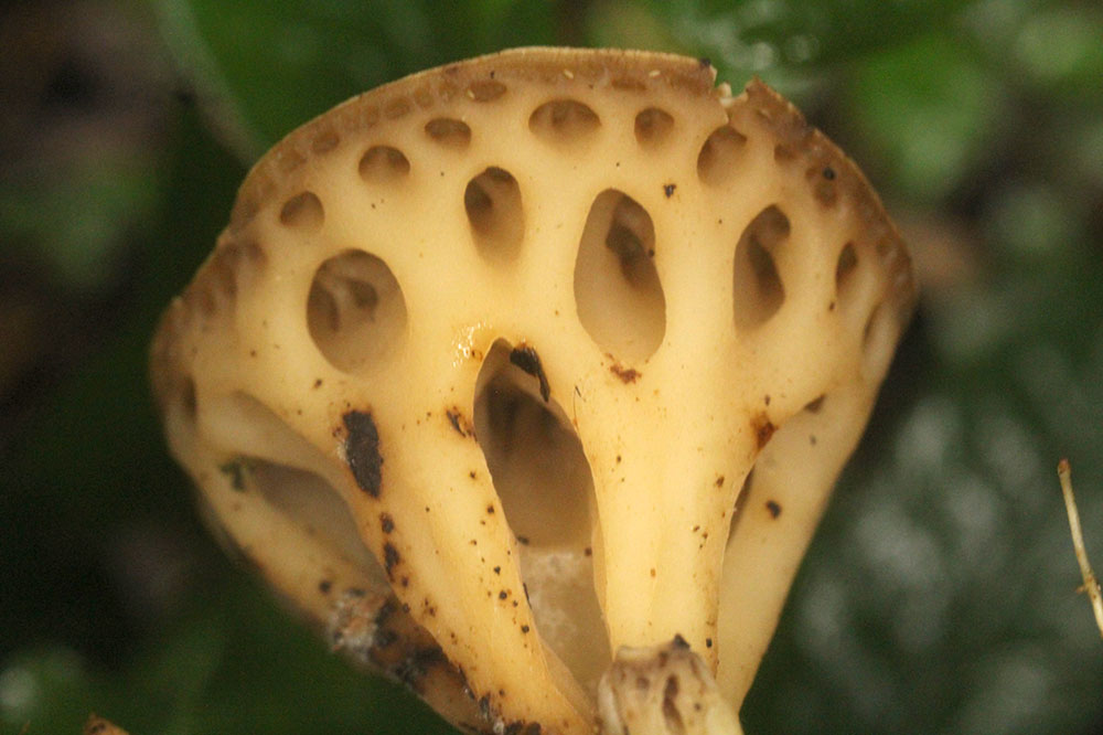 Richella edulis, monumento natural de Misiones y “símbolo de la conservación regional”