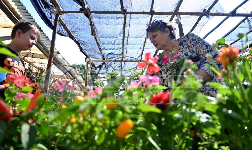 Floricultura: en Misiones hay 10 grandes empresas y 200 comercios