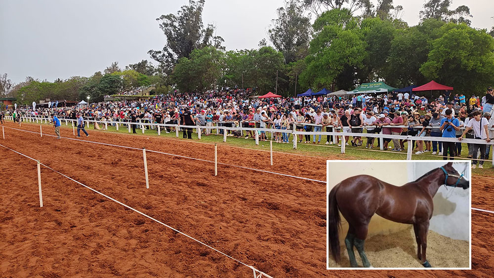 Cómo sigue la causa por la muerte de la yegua “Argentina Lake” en el hipódromo