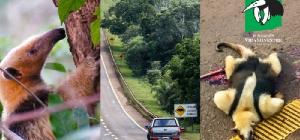 “Solo en octubre se atropellaron a cinco de los seis felinos que tenemos en la selva misionera”