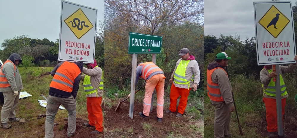 Más radares y carteles para prevenir el atropellamiento de fauna en Misiones