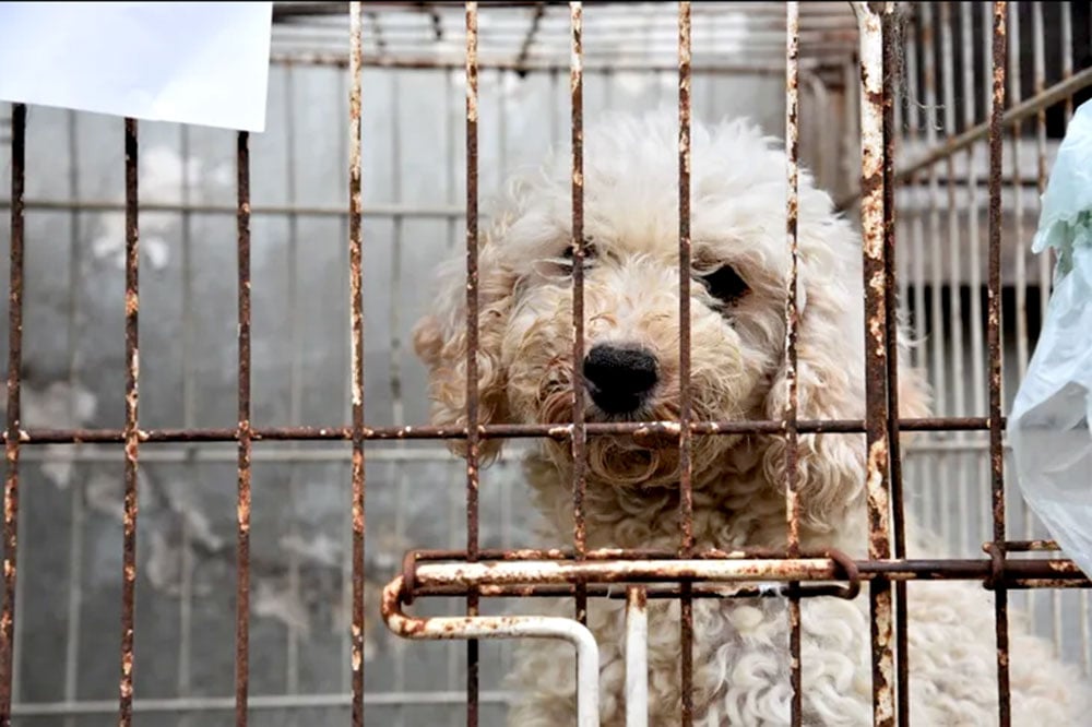 Presentan proyecto para declarar de interés provincial la personalidad jurídica de los animales no humanos en Misiones