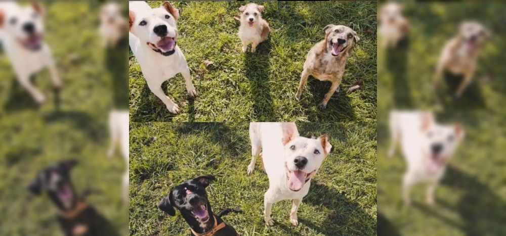 Guardería canina en Itaembé Guazú: “los cuidamos como si fueran parte de nuestra familia”